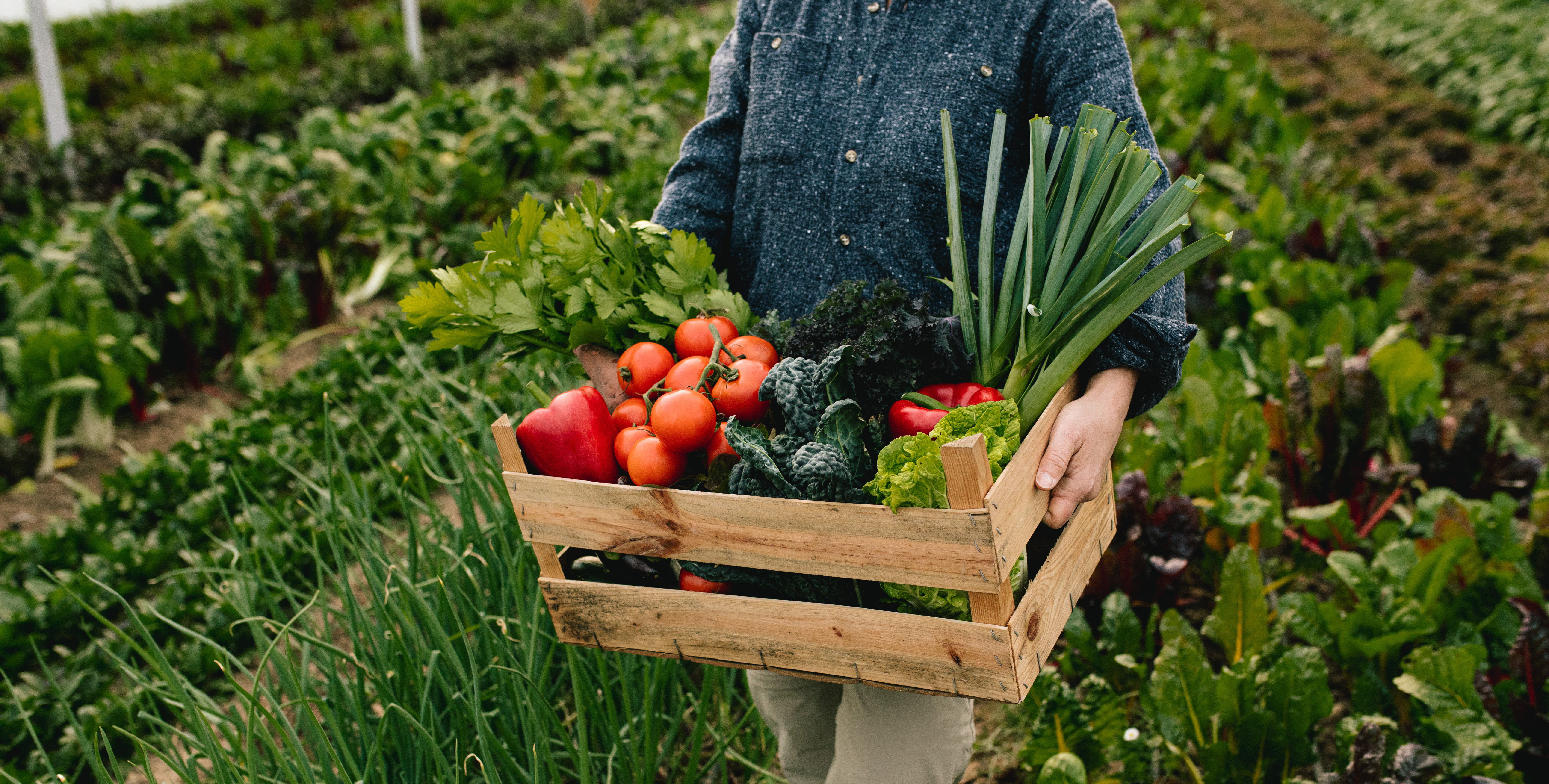 Close up of farmer carrying box with fresh organic vegetables in greenhouse